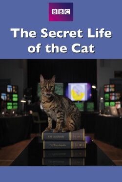 The Secret Life of the Cat (2013) The Secret Life of the Cat (2013)