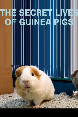 The Secret Lives of Guinea Pigs (2021) The Secret Lives of Guinea Pigs (2021)