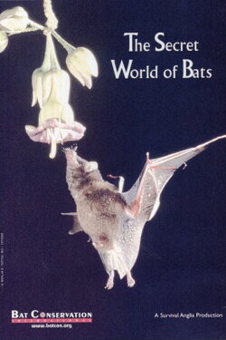 The Secret World Of Bats (1992)