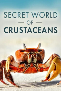 The Secret World of Crustaceans (2018) The Secret World of Crustaceans (2018)