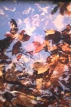 The Shepherd Boy’s Coronation (2003)