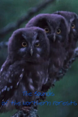 The Sounds of the Northern Forests (1973)