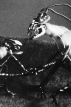 The Space Insect (1988)