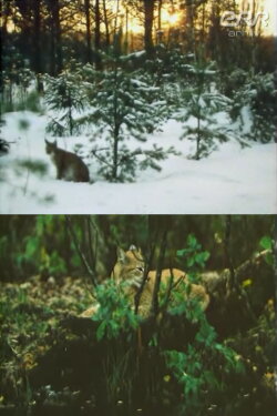 The Story of Ilves (1988) The Story of Ilves (1988)