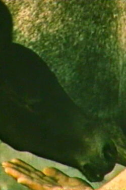 The Story of One Run (1986) The Story of One Run (1986)