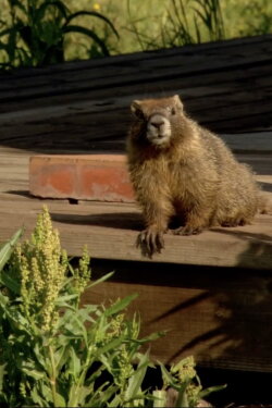 The Study Of Groundhogs: A Real Life Look At Marmots (2008) The Study Of Groundhogs: A Real Life Look At Marmots (2008)