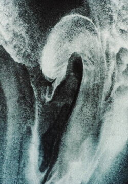 The Swan (1990) The Swan (1990)
