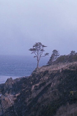 The Tree (2022)