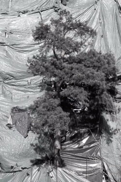 The Tree (2021) The Tree (2021)