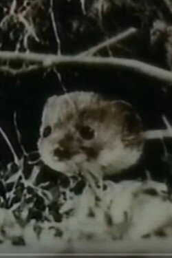 The Weasel (1962)