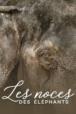 The wedding of the elephants (2014) The wedding of the elephants (2014)