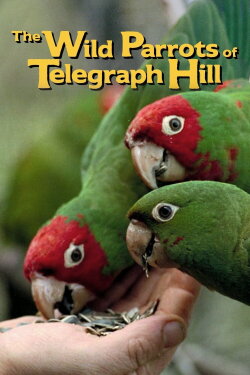The Wild Parrots of Telegraph Hill (2003) The Wild Parrots of Telegraph Hill (2003)