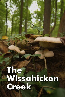 The Wissahickon Creek (2018) The Wissahickon Creek (2018)