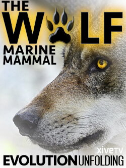 The Wolf: Marine Mammal (2014) The Wolf: Marine Mammal (2014)