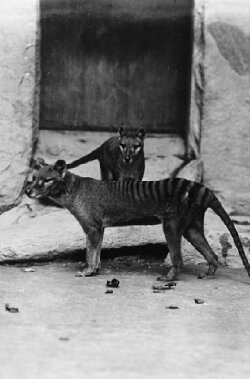 Thylacine Footage (1933) Thylacine Footage (1933)