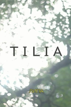Tilia (2020)