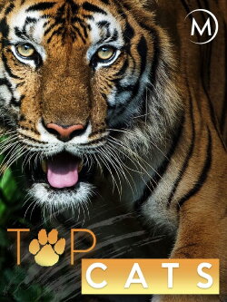Top Cats (2014)