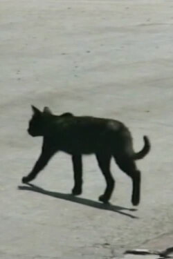 Traversée de chat (2000) Traversée de chat (2000)