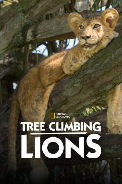 Tree Climbing Lions (2018)
