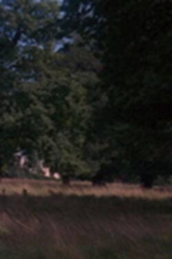 Tree (1974)