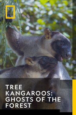 Tree Kangaroos: Ghosts of the Forest (2022) Tree Kangaroos: Ghosts of the Forest (2022)