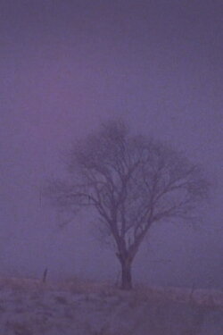 Tree Over the Valley, Eaton (1974)