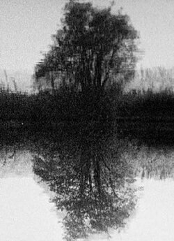 Tree Reflection (1998)