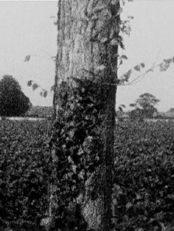 Treeline (1976)