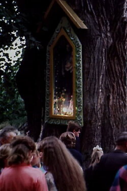 Trees (1988) Trees (1988)