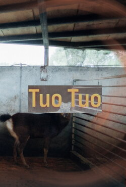 Tuo Tuo (2022)