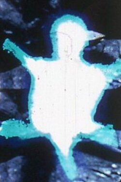Turtle (1969)
