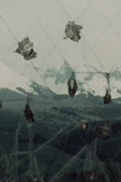 Uccellanda (1960)