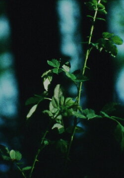 under the flower moon (2024) under the flower moon (2024)