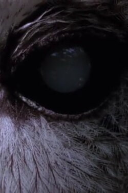 Undergrowth (2011) Undergrowth (2011)