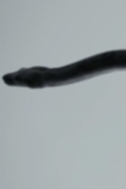 [∫] (2011)