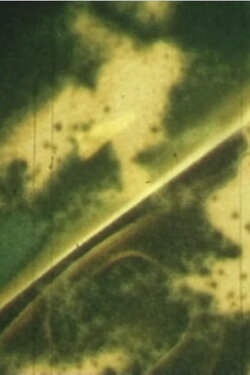 verde vermelhar (2018)