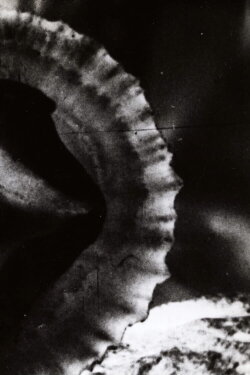 Versus (1968) Versus (1968)