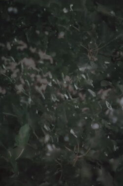 Vestige (2015)