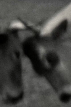 Videogramas #5 (2022)