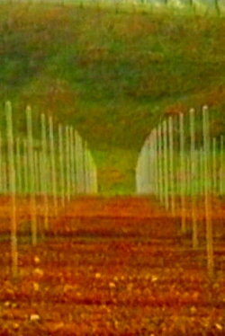Vigneti (1996)