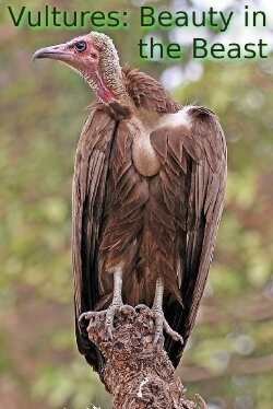 Vultures: Beauty in the Beast (2014) Vultures: Beauty in the Beast (2014)