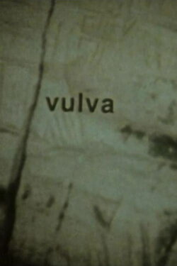 Vulva (1992)