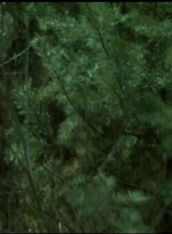 Wald Forest (1984)