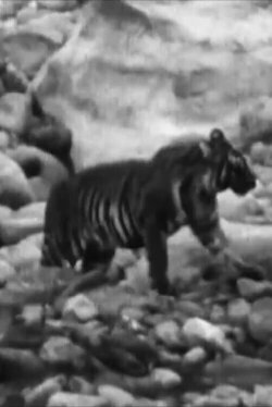Wandering Tigers in North India (1935) Wandering Tigers in North India (1935)