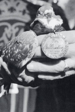 War Pigeon (2017)