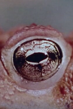 Warty, the Toad (1973) Warty, the Toad (1973)
