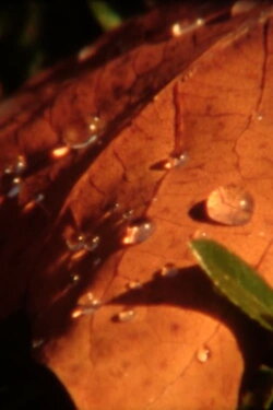 Water-soluble Doze (2012)
