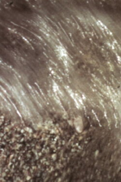 Watercourse (1975) Watercourse (1975)