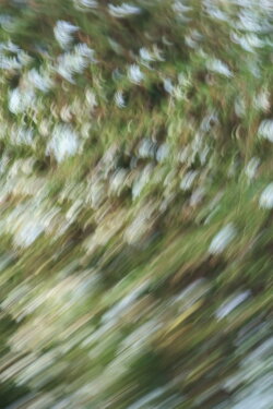 Weeds and Wildflowers (2023) Weeds and Wildflowers (2023)