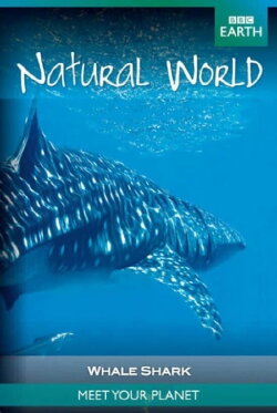 Whale Shark (2008)